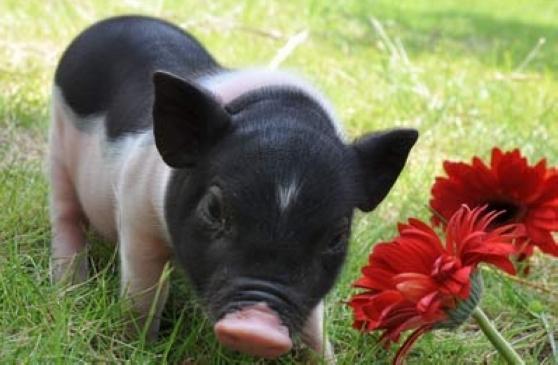 你可能还不知道的国内外注册商标的奇葩禁忌