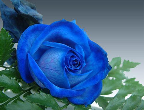 你可能还不知道的国内外注册商标的奇葩禁忌