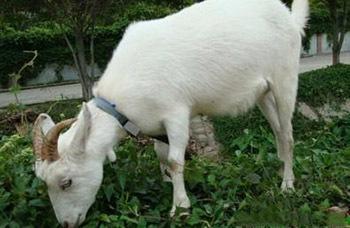 你可能还不知道的国内外注册商标的奇葩禁忌