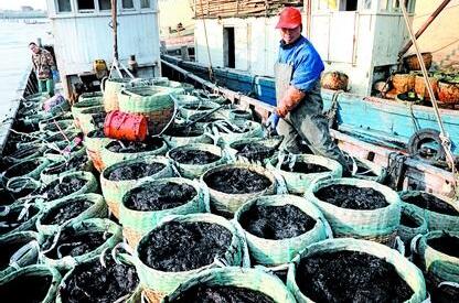 连云港紫菜入选江苏地理标志商标20强