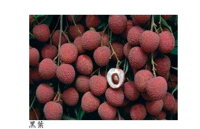 云浮“庞寨黑叶荔枝”获评地理标志保护产品