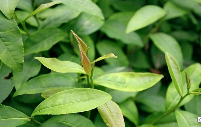 梅州茶叶拟“抱团”打响品牌