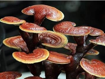灵芝属于商标第几类？