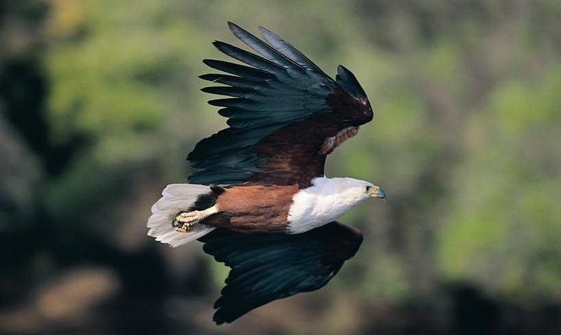 富士康注册飞鹰电视美国商标 未能从海信要回夏普商标