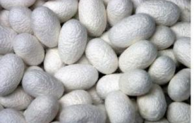 郧阳桑蚕茧注册为地理标志证明商标
