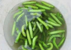 “灌云豆丹”证明商标申请遇阻